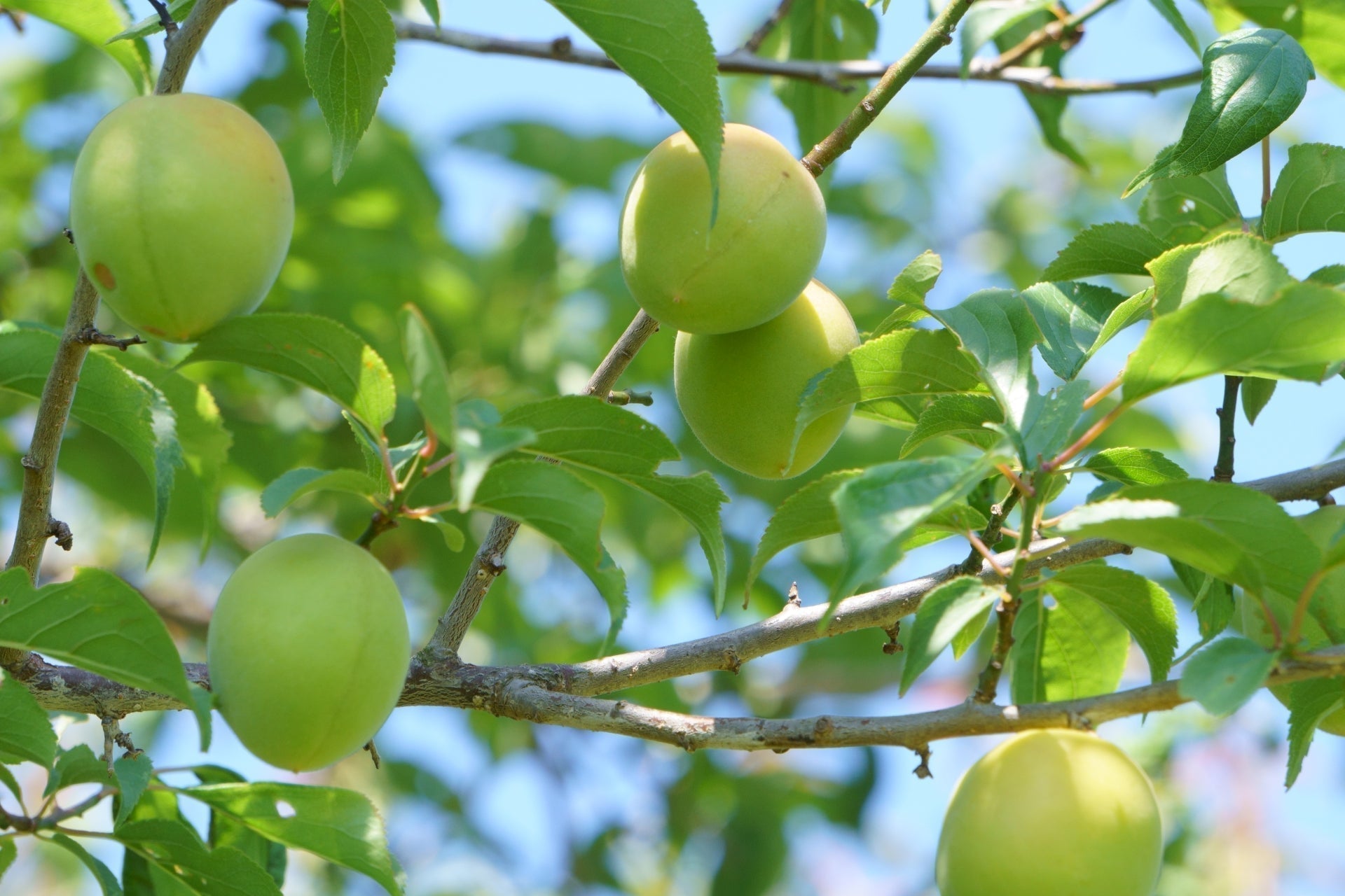 frutti di ume sugli alberi
