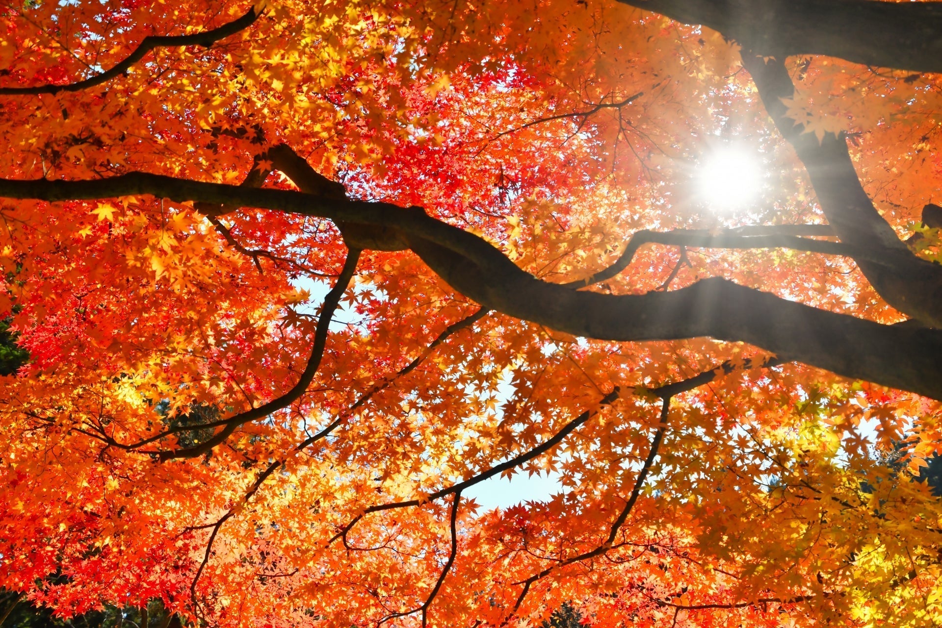 Risshū: preparare la pelle all’autunno secondo il calendario giapponese