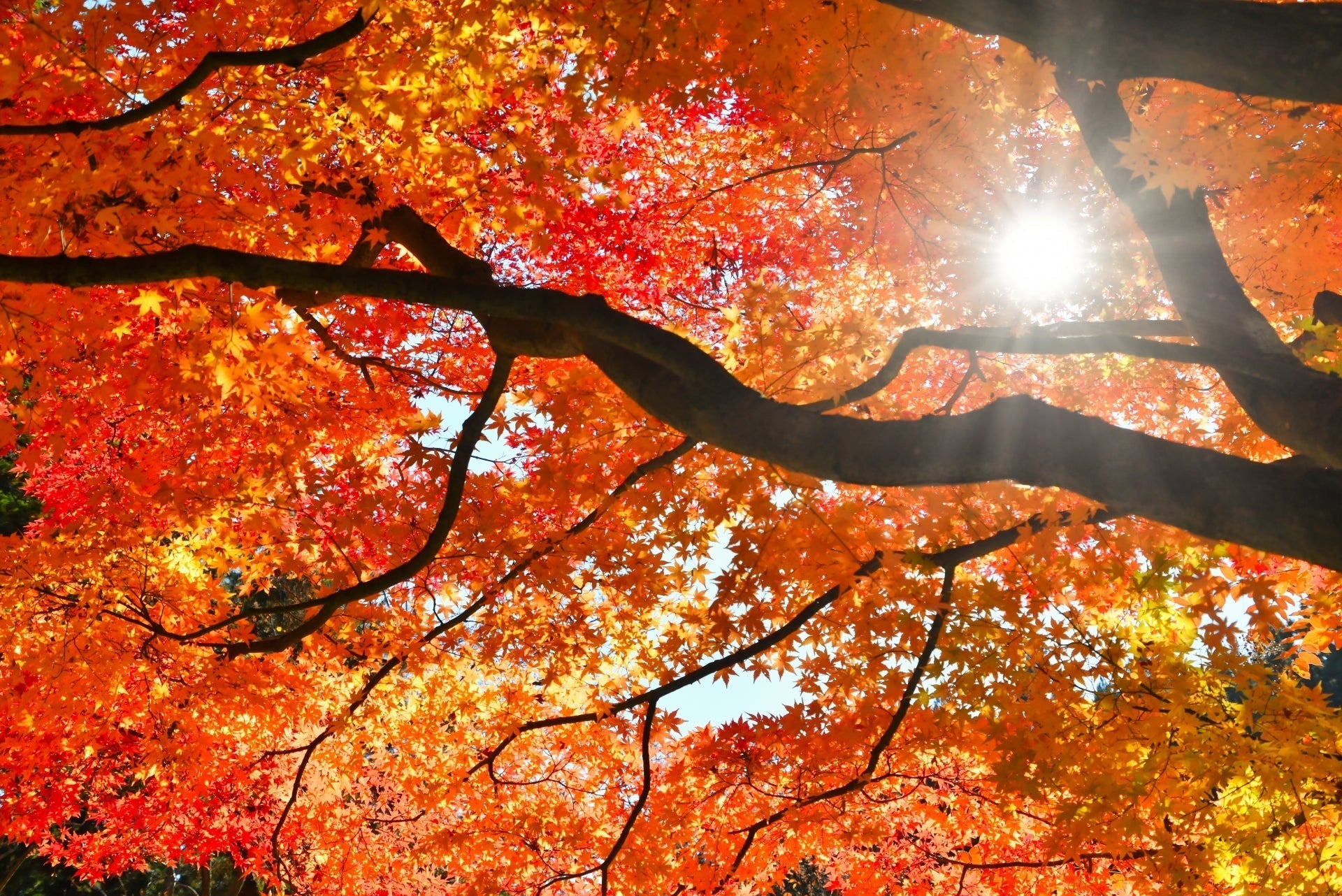 Risshū: preparare la pelle all’autunno secondo il calendario giapponese