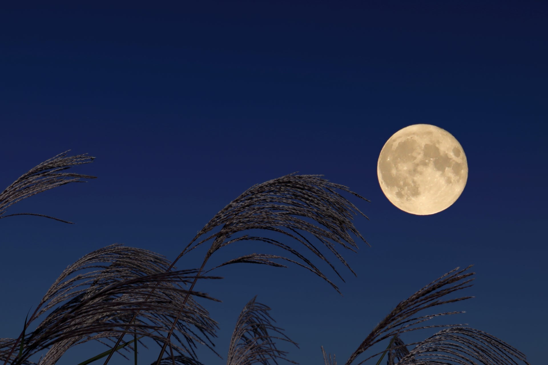 Luna piena nel cielo notturno festività tsukimi